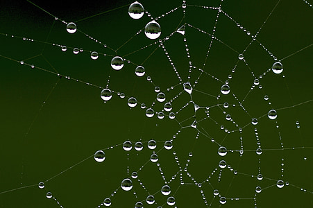 cobweb, dew, autumn, morgentau, network, moist, nature