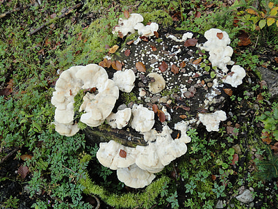 tree sponges, mushrooms, tree fungus, forest, sponges, nature