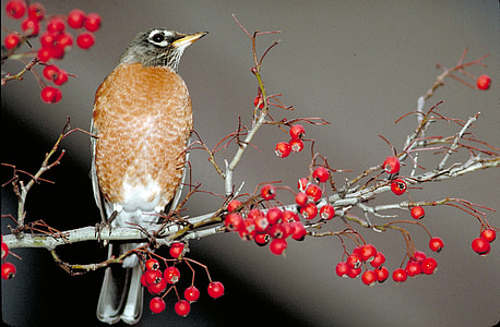 Amerikaanse robin, vogel, zat, Songbird, rood, natuur, dieren in het wild