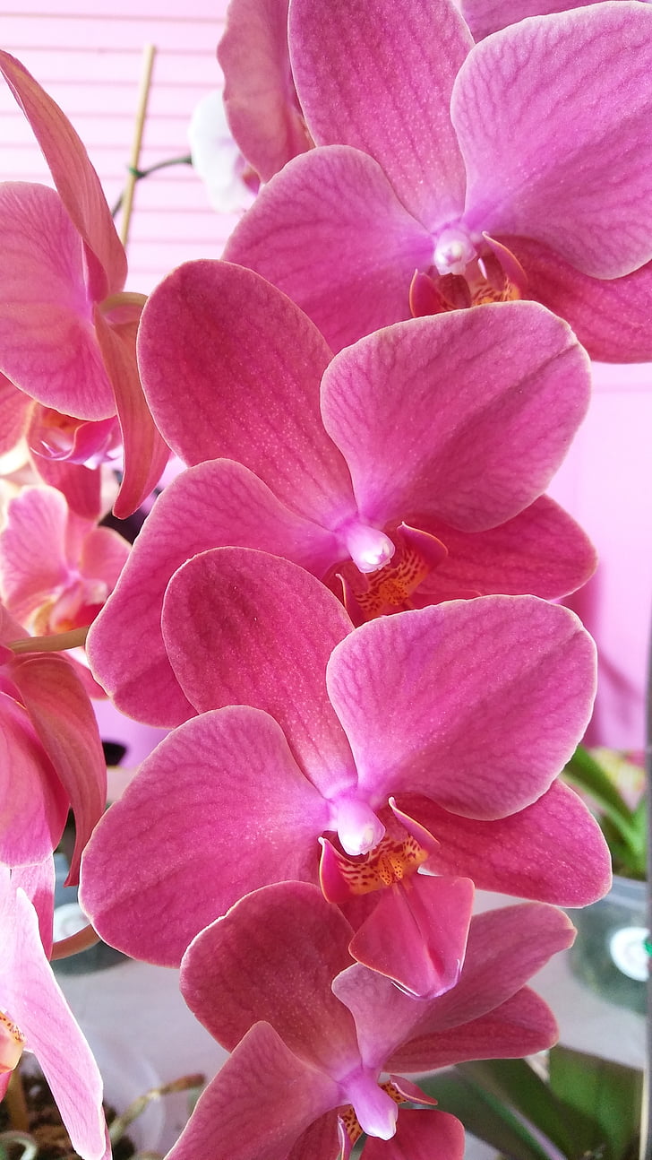 fialová, orchidej, květy, květ, Phalaenopsis