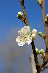 Blossom, fleur de prunier, printemps, flore, Direction générale de la, Blooming, floraison