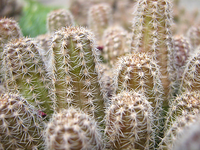 Cactus, Anläggningen, Spike, grön, mexikansk växt, kaktuszfarmom