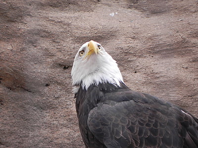 Bald eagle, putns, Albuquerque zooloģiskais dārzs