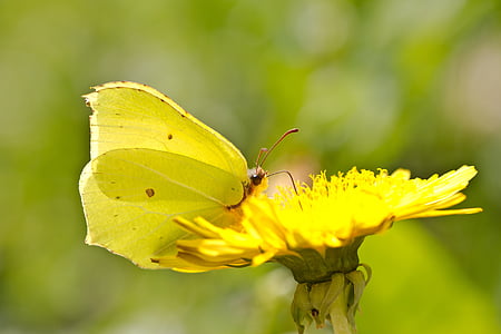 butterfly, drexel, yellow, dandelion, insect, flower, nature