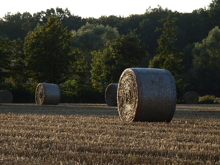 straw bales, harvest, field, straw, agriculture, round bales, münsterland