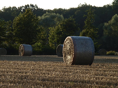 jerami, panen, bidang, jerami, pertanian, Bal bulat, Münsterland