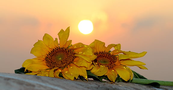 sunflower, east, sun, drops, morning, nature, summer