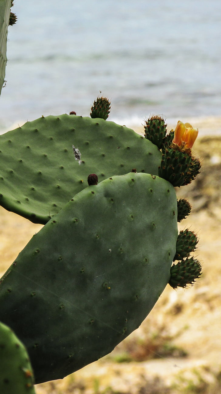 prickly pear, plant, Cactus, vegetatie