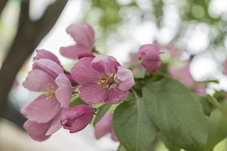 árbol de manzana, flores, floración, primavera, rama, jardín, flor de manzana