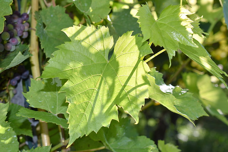 Leaf, augu, vīnogas, atstāj, daba, zaļu lapu, vīnogulāju