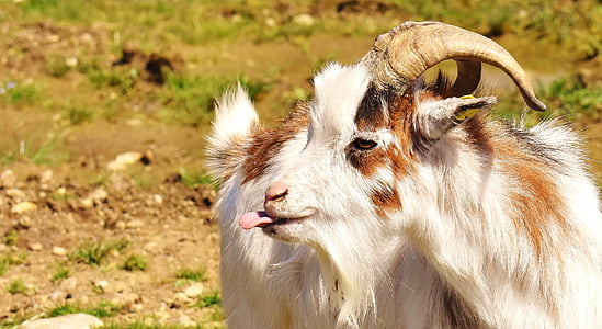 goat, tongue, funny, billy goat, horns, goatee, pasture