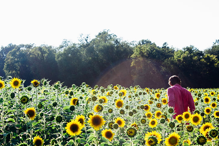 sunflowers, field, person, sunflower field, summer, flower, yellow