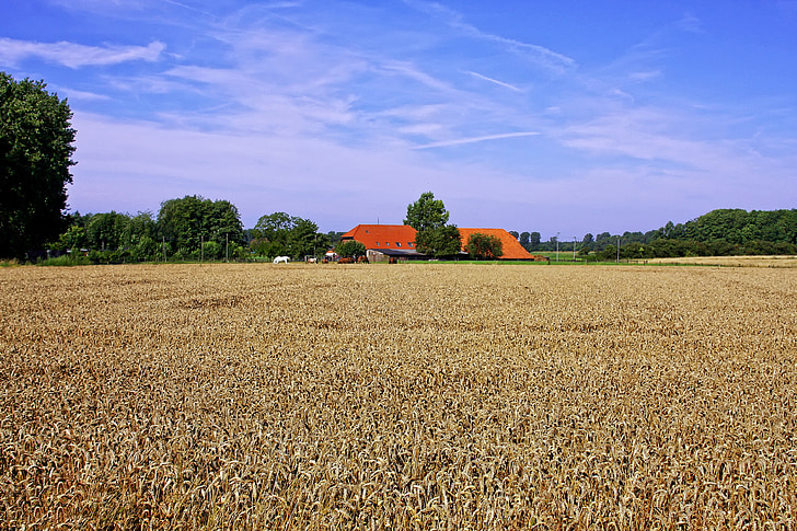 cornfield, agriculture, homestead, farm, niederrhein, grain, field