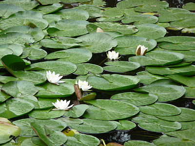 Lily pad, Estany, l'aigua, verd, flor, natura, planta