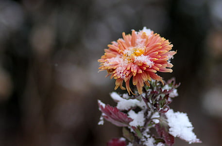 ดอกเบญจมาศ, ดอกไม้, สีแดง, แช่แข็ง, หิมะ, ฤดูหนาว, ความเปราะบาง