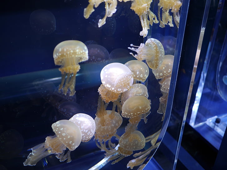 méduse, Aquarium, réservoir d’eau