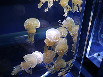 meduzy, akwarium, zbiornik na wodę