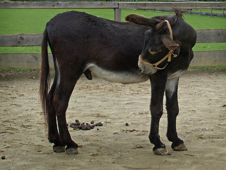 mule, hinnus, foal, donkey, young animal, animal world, mammal