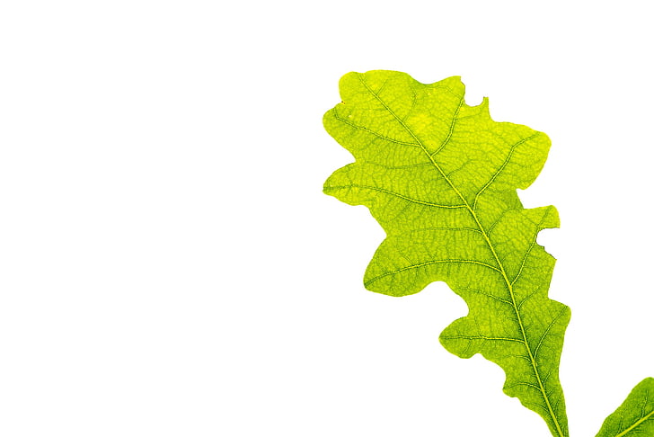 leaf, green, oak leaf, leaf structure, tree leaf, leaf veins, buchengewaechs