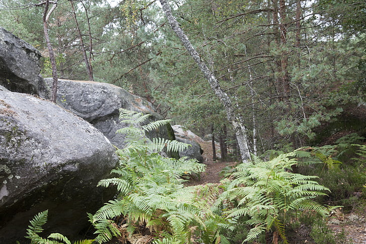 Fontainebleau, skov, grøn, træ, vandreture, natur, træer
