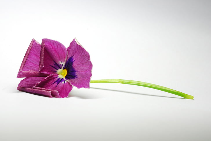 puķe, ziedu aizvērties, purpurkrāsas ziediem, makro, balts fons, mikrostruktūru stūrī, Viola