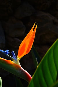 bird of paradise flower, flower, blossom, bloom, red, yellow, blue