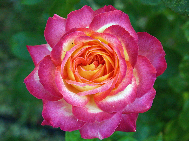 Rosa, fleur, rosâtre, nature, au premier plan, macro, fleurs de printemps