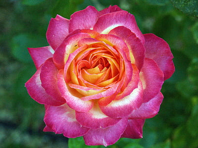 Rosa, bunga, kemerah-merahan, alam, latar depan, makro, bunga musim semi
