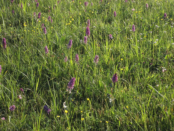 meadow, orchid, plant, nature