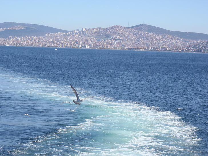 Istanbul, jūra, kaijas