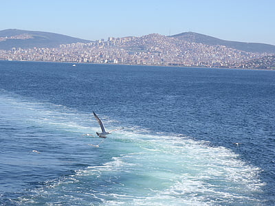 Istanbul, laut, burung camar