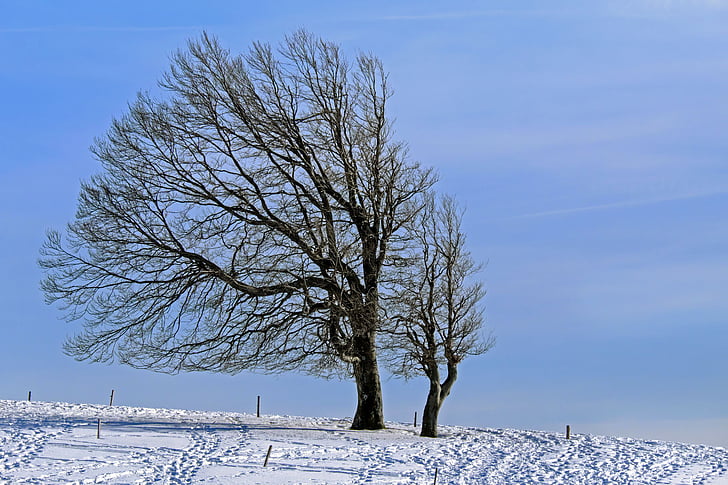 зимни, дърво, бук, вятър буче, зимни, сняг, студено