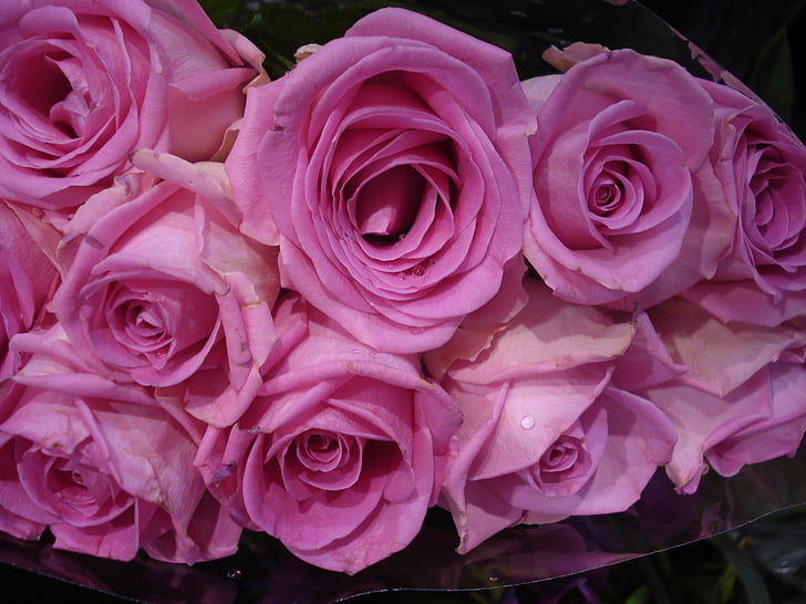 merah muda, mawar, karangan bunga, bunga, bunga, hadiah, alam