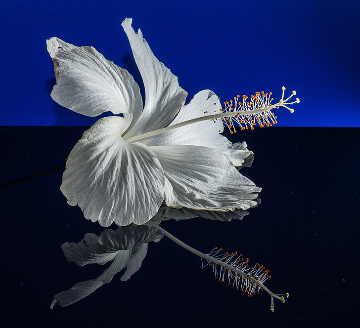 Ιβίσκος, άνθος, άνθιση, λουλούδι, λευκό, Ζέφυρος, μολόχα