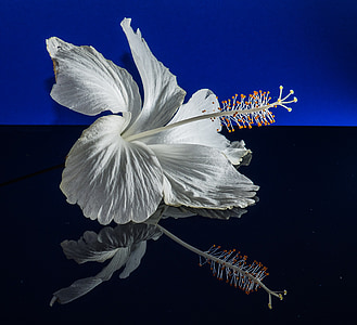 Ιβίσκος, άνθος, άνθιση, λουλούδι, λευκό, Ζέφυρος, μολόχα