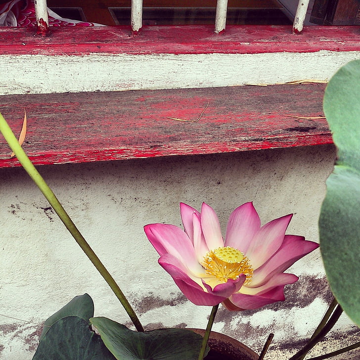 Lotus, finestra, planta, flor, botànic, flor, Japó
