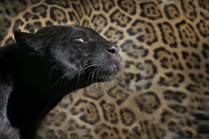 Leopard, sort panter, Zoo, Feline, dyr, vilde dyr, vilde