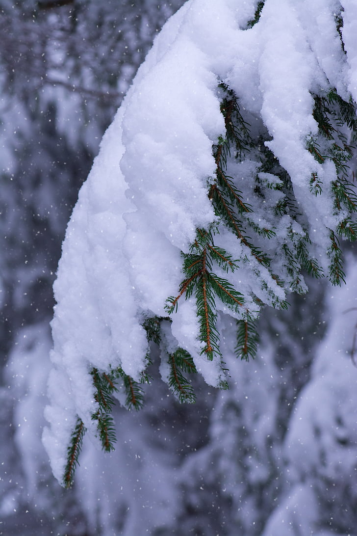 hiver, branches, conifères, neige, neigeux, branches couvertes, bigorneau