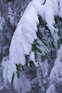 winter, branches, conifers, snow, snowy, covered branches, periwinkle
