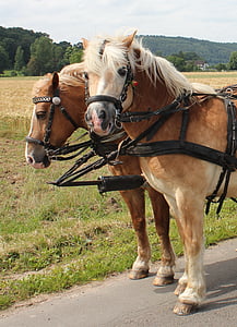 horses, team, horse drawn carriage, ross, wagon, animal, horse head