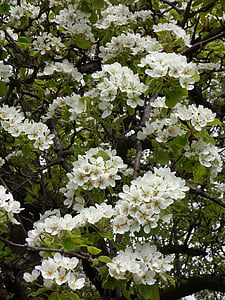 cerezo, flor de cerezo, floración, flor, primavera, blütenmeer, flores
