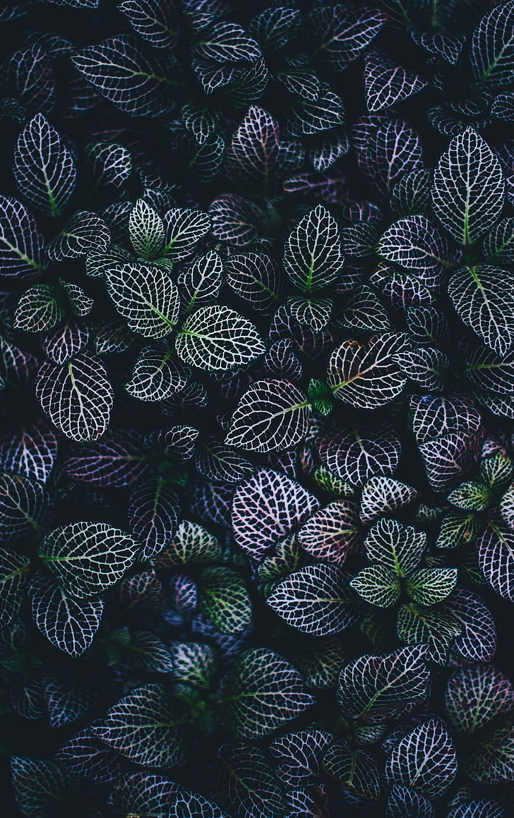 leaves, nature, plant, green, veins, dark, violet