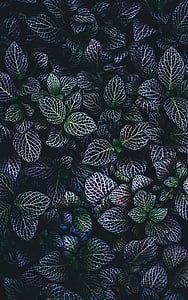 Blätter, Natur, Anlage, Grün, Venen, dunkel, violett