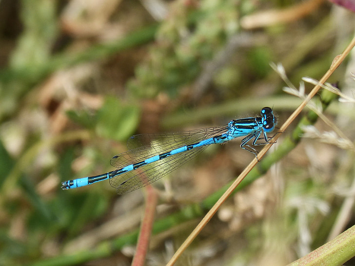 Dragonfly, okřídlený hmyz, detaily, modrá, Krása