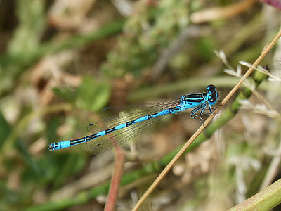 Dragonfly, siivekäs hyönteinen, yksityiskohta, sininen, Kauneus