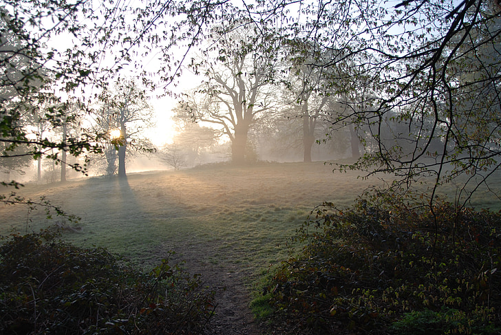 nevoeiro, enevoado, manhã, nascer do sol, árvores, sereno, pacífica