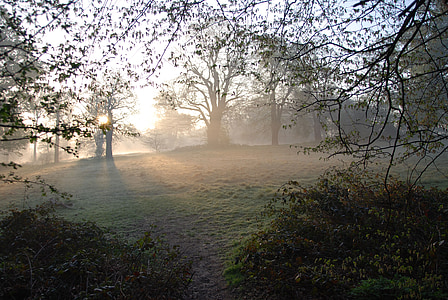nebbia, nebbioso, mattina, Alba, alberi, sereno, tranquillo