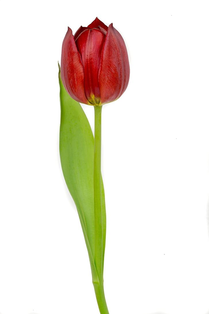 červená, Tulip, červený tulipán, tulipány, kvety, Príroda, kvet