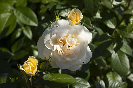 Rosa, flor, flor, flor, natura, blanc, plena floració