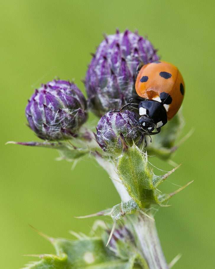 Ladybird, insectă, ciulin, sălbatice, floare, Wildflower, Marea Britanie